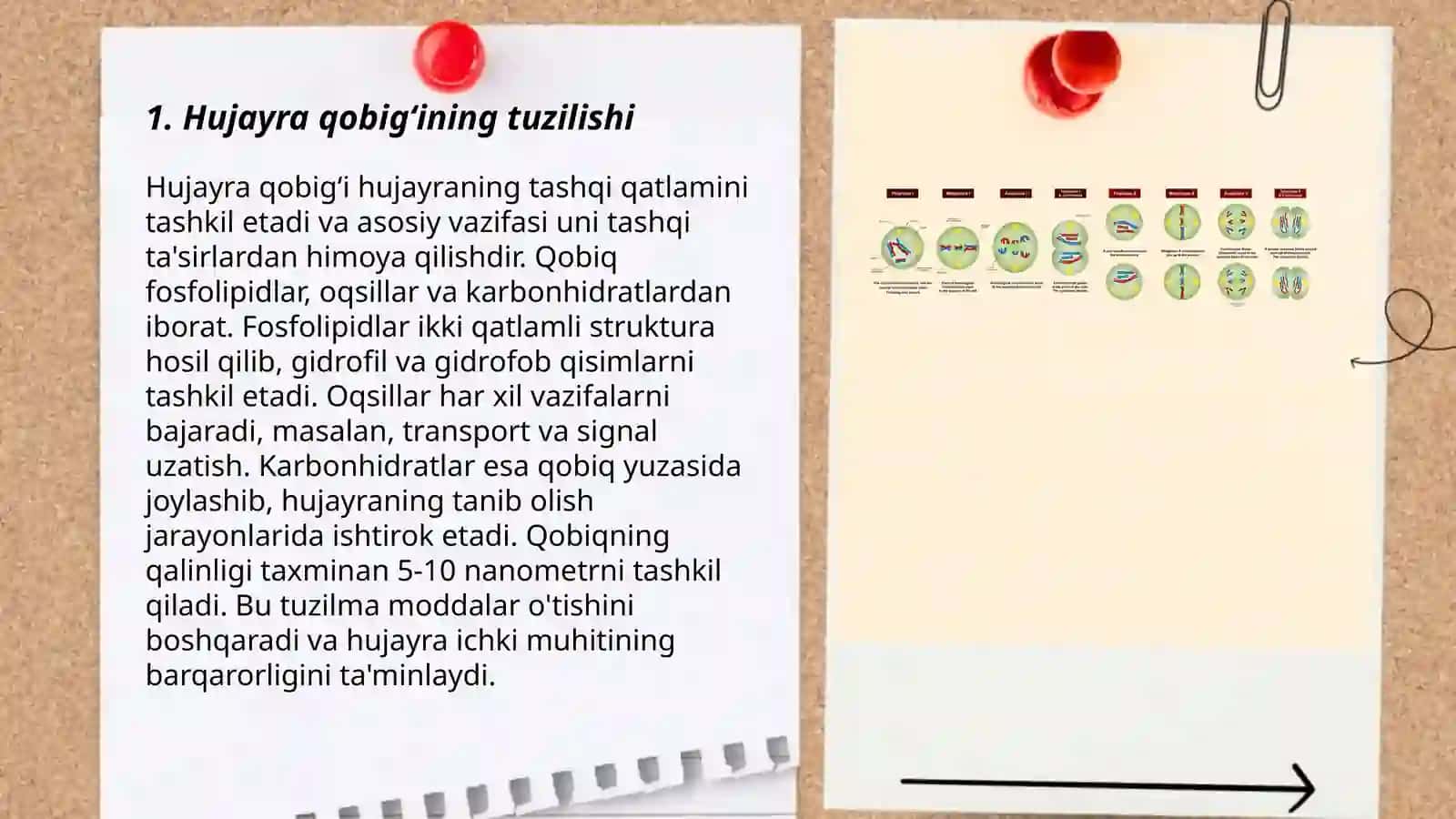 Hujayra qobigʻi 3