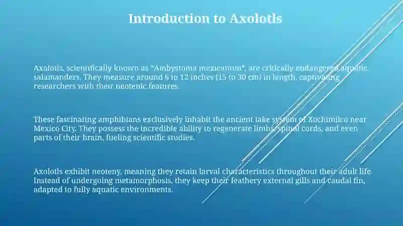 Axolotl 3