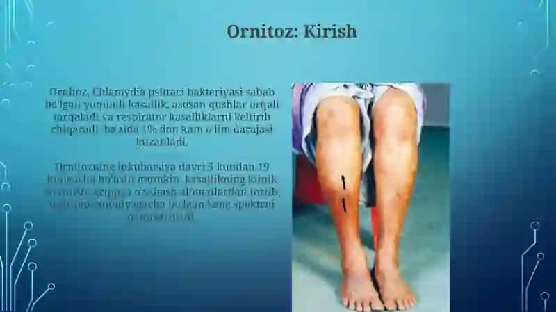 Ornitoz 3