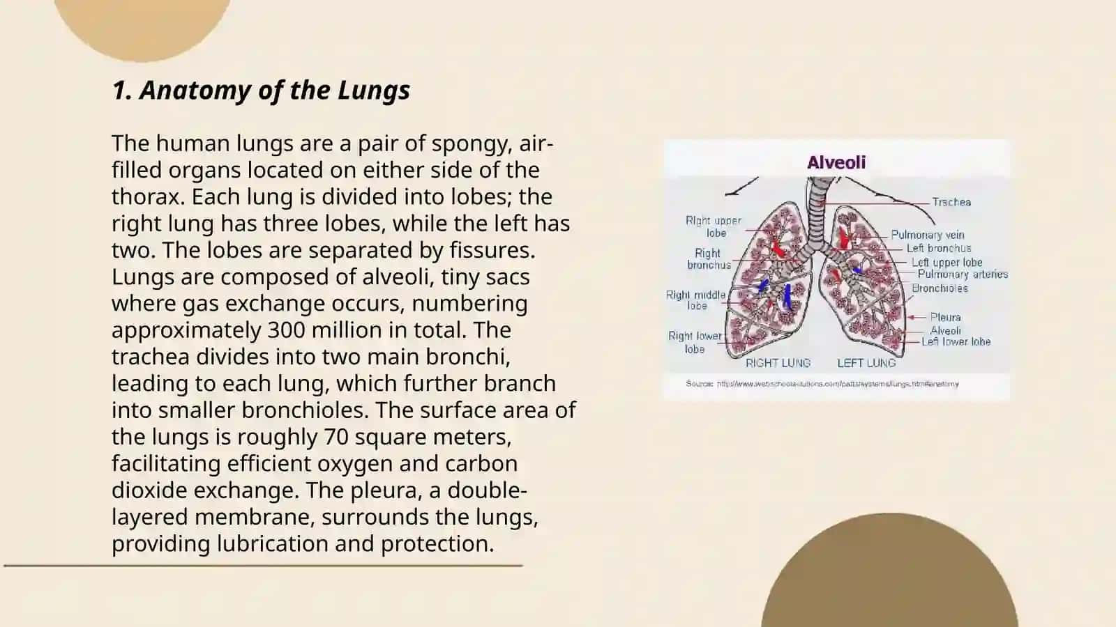 Lungs and a pulmonary system 3