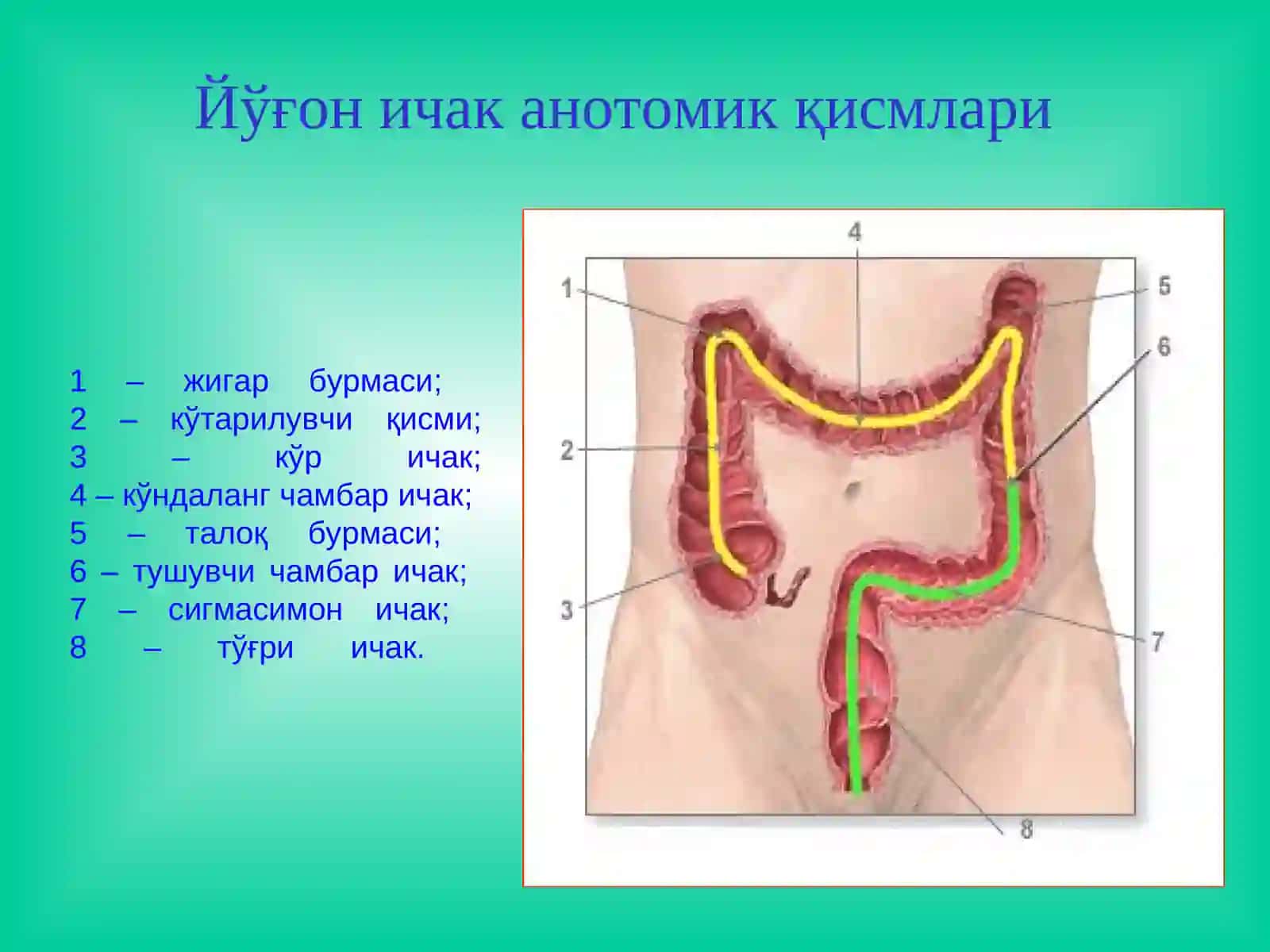 Йўғон ичак касалликлари 3