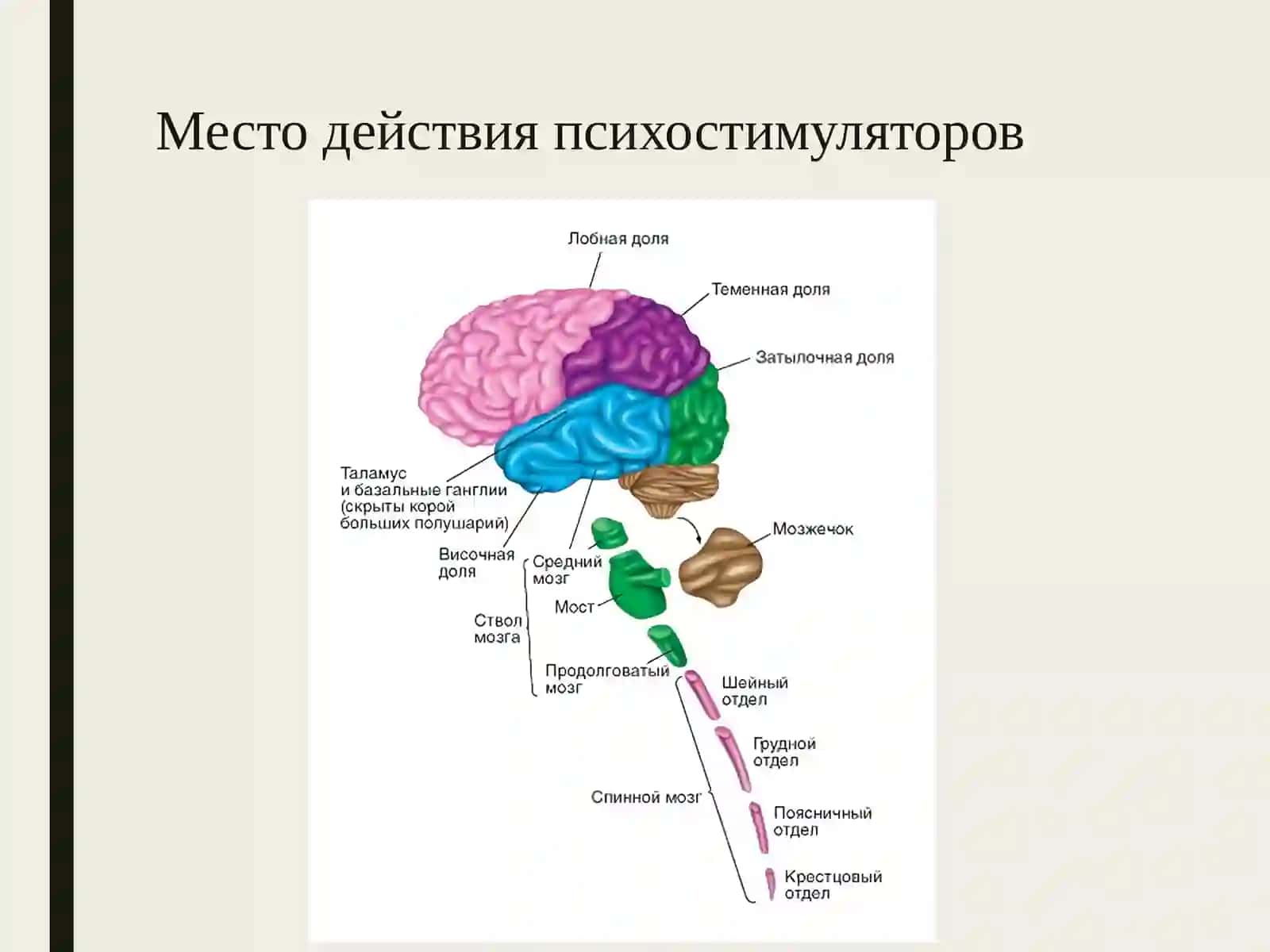 Психостимуляторыи адаптогены 3