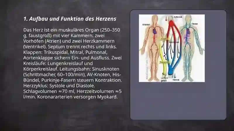 Kreislaufsystem 3
