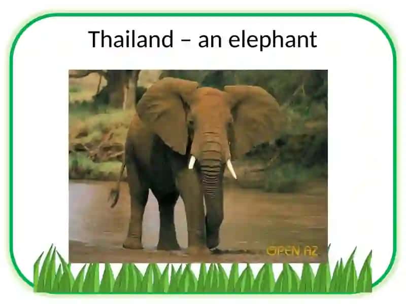 Animals – the national symbols 3