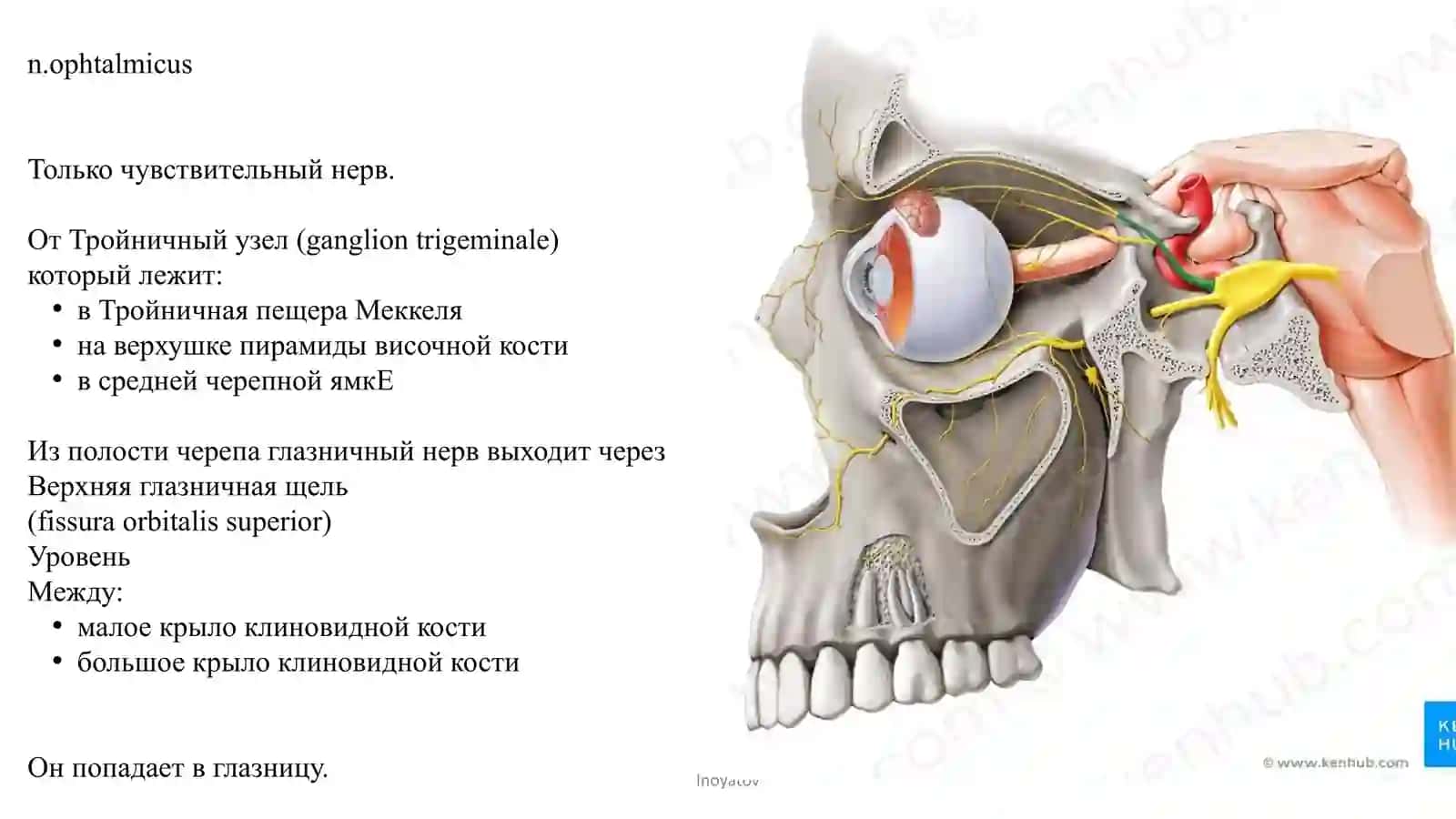 Тройничный нерв 3