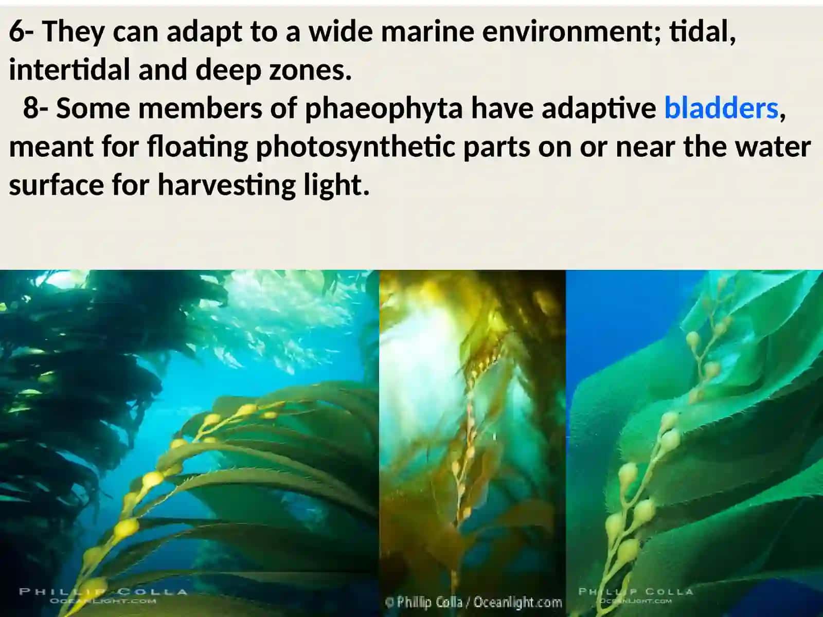 Division Phaeophyta(Brown algae) 3