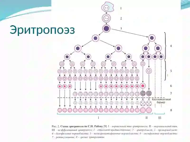 Апластическая анемия 3