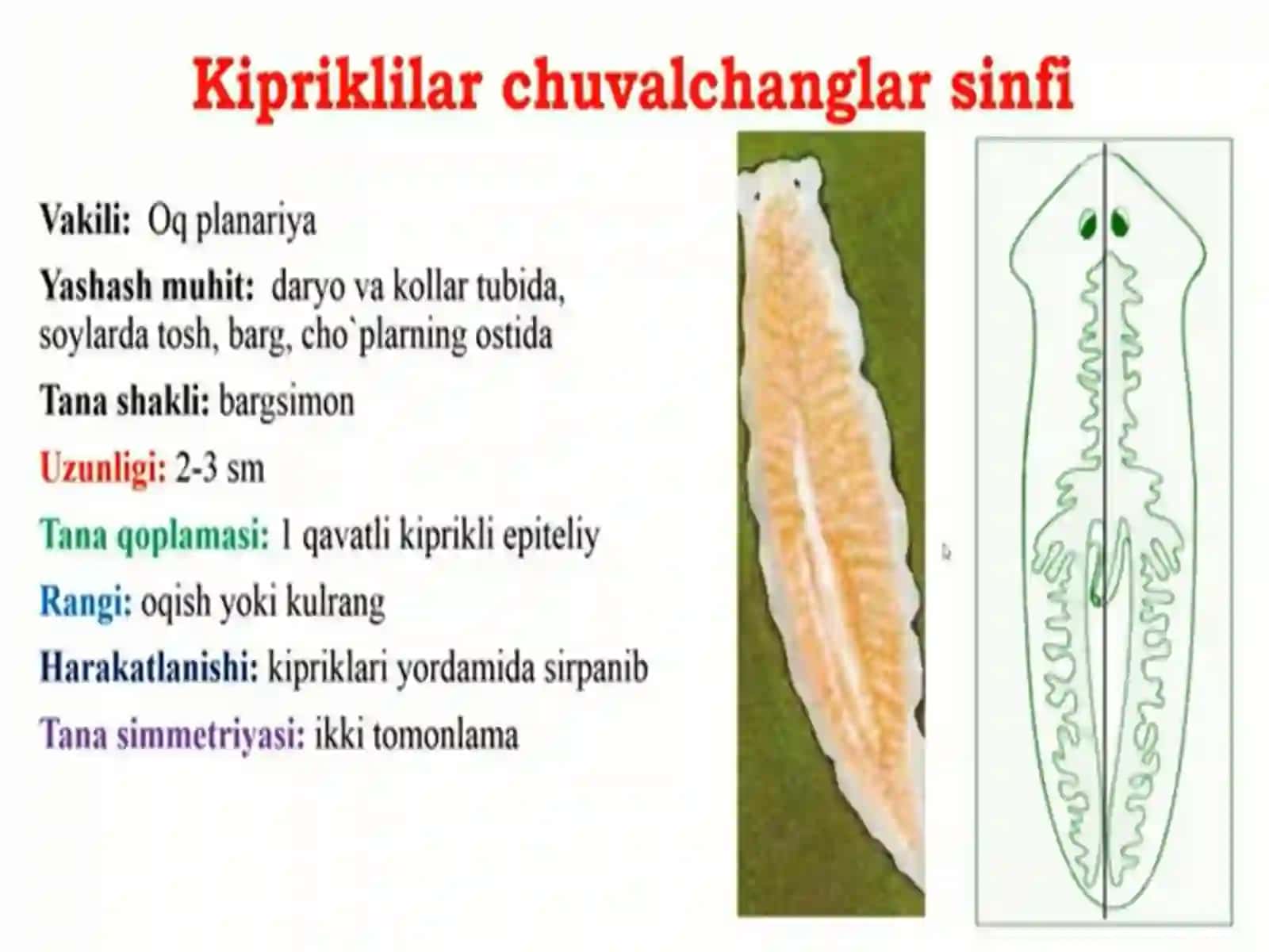 Yassi va to'garak chuvalchanglar tipi 3