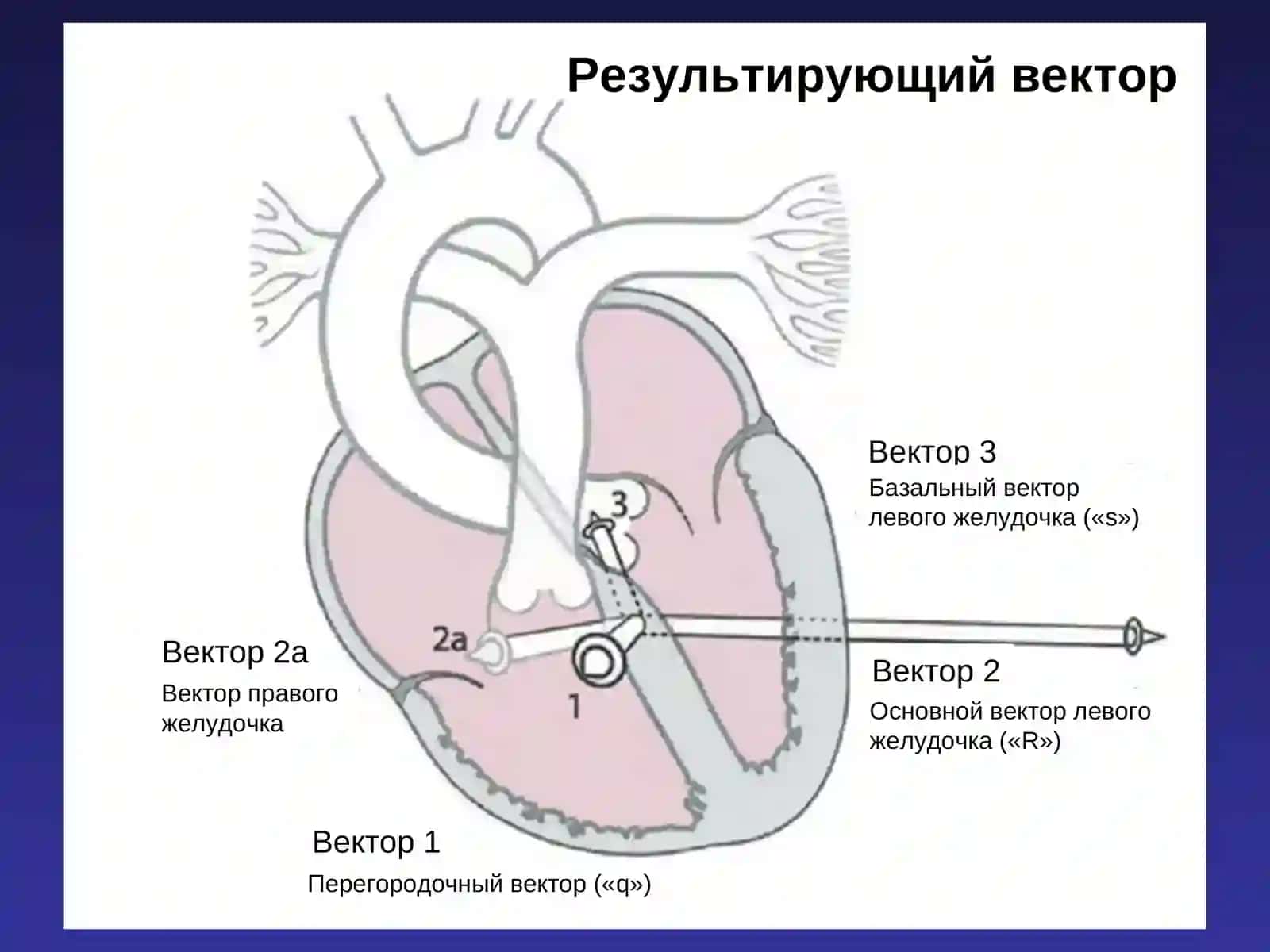 Электрическая ось сердца 3
