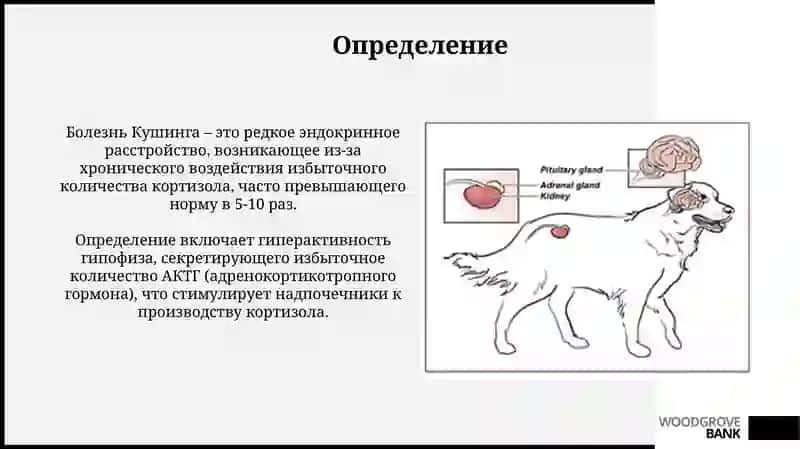 БолезньИценгоКушинга 3