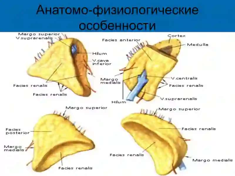 Болезнь Аддисона 3