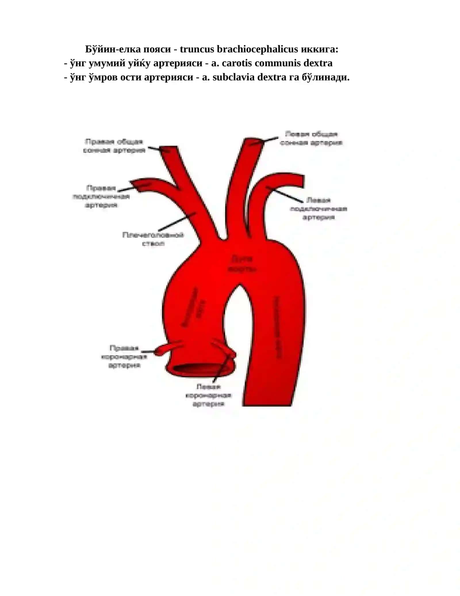 Аорта – aorta 3