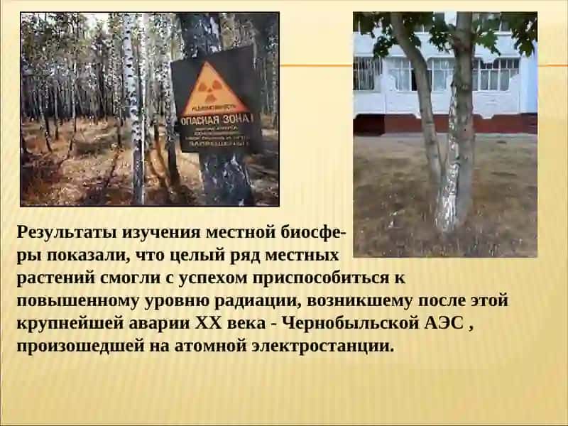 Радиация и растения 3