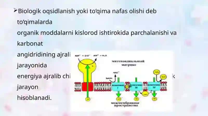 Biologik oksidlanish 3