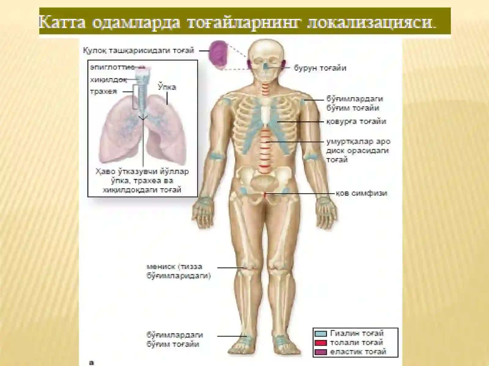 Тоғай ВА СУЯК ТУКИМАСИ 3