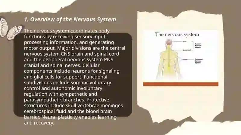 Nervous System 3