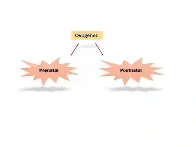 Internal Female Reproductive Organs 3