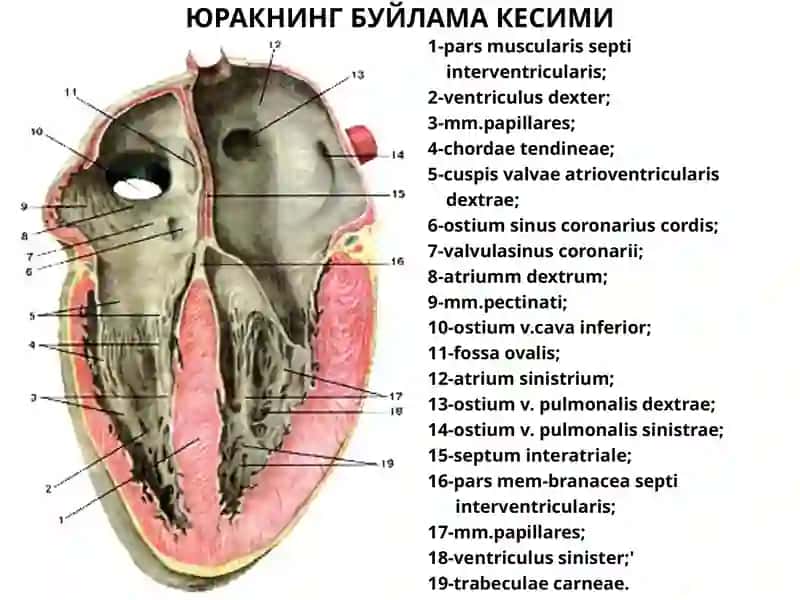 Юрак анатомияси 3