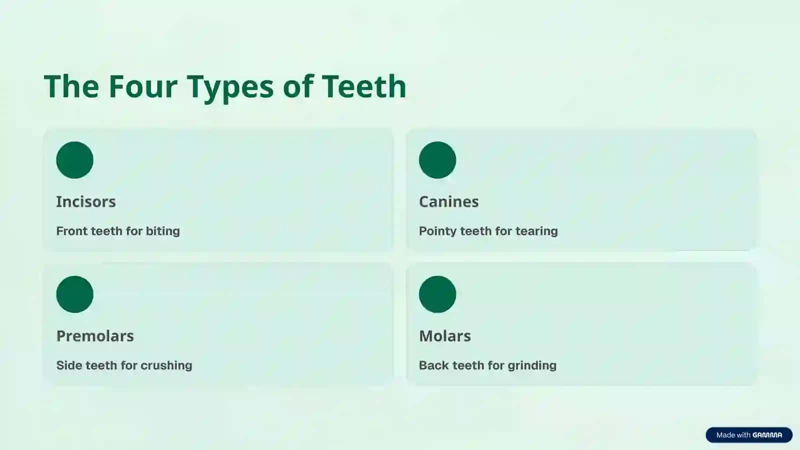 Types of Teeth 3