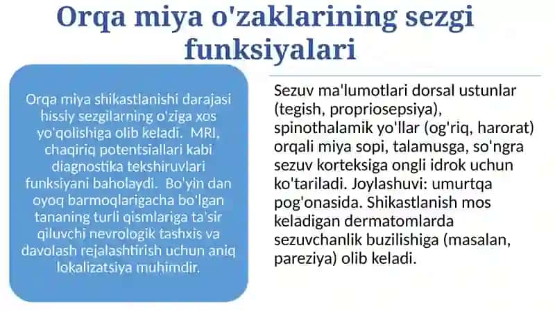 Orqa miya o'zaklari 3