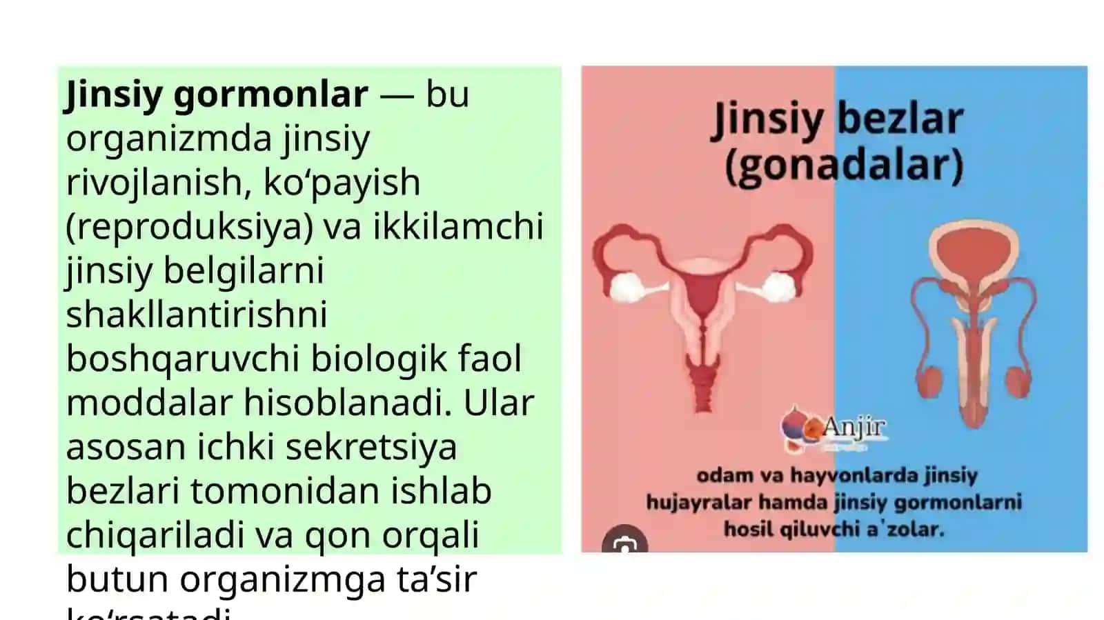 Jinsiy gormonlar mavzusi 3