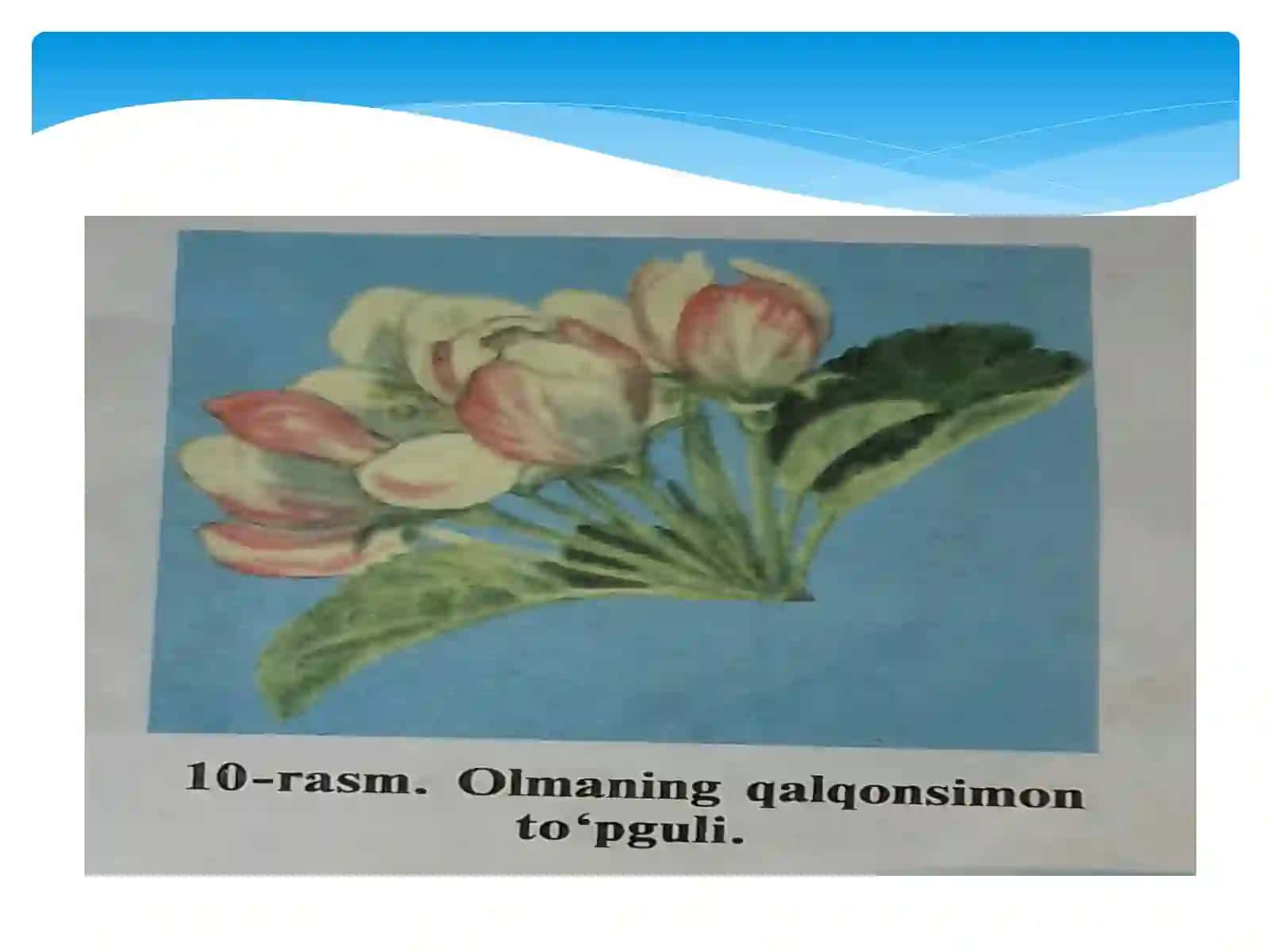 6-sinf Botanika dars ishlanma. To'pgullar 3