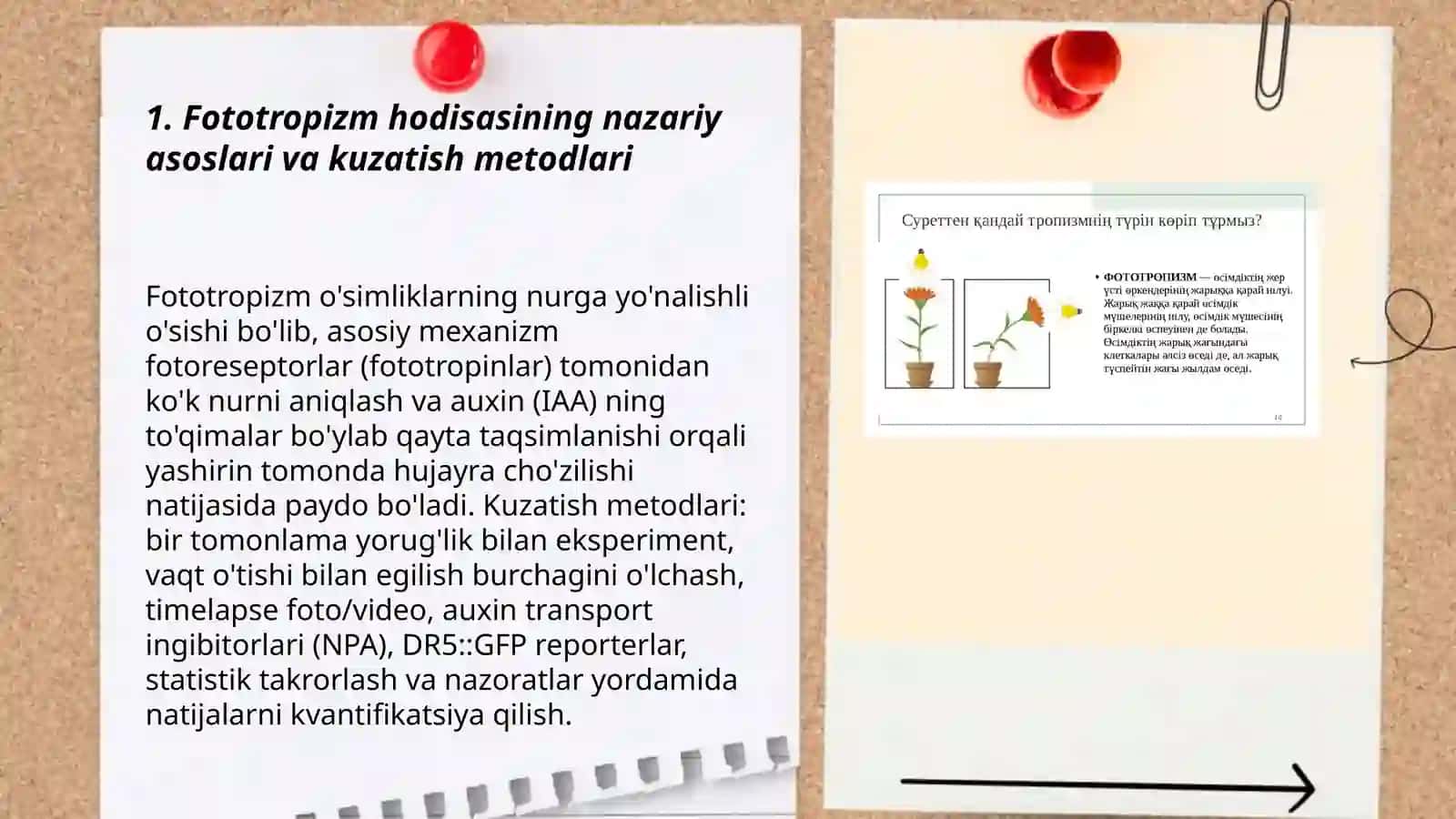 Oʻsimliklardagi fototropizm, fotanatsiya va geotropizm hodisalarini kuzatish 3