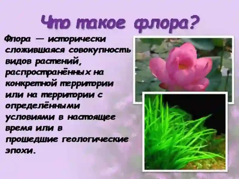 Флора и фауна презентация 3