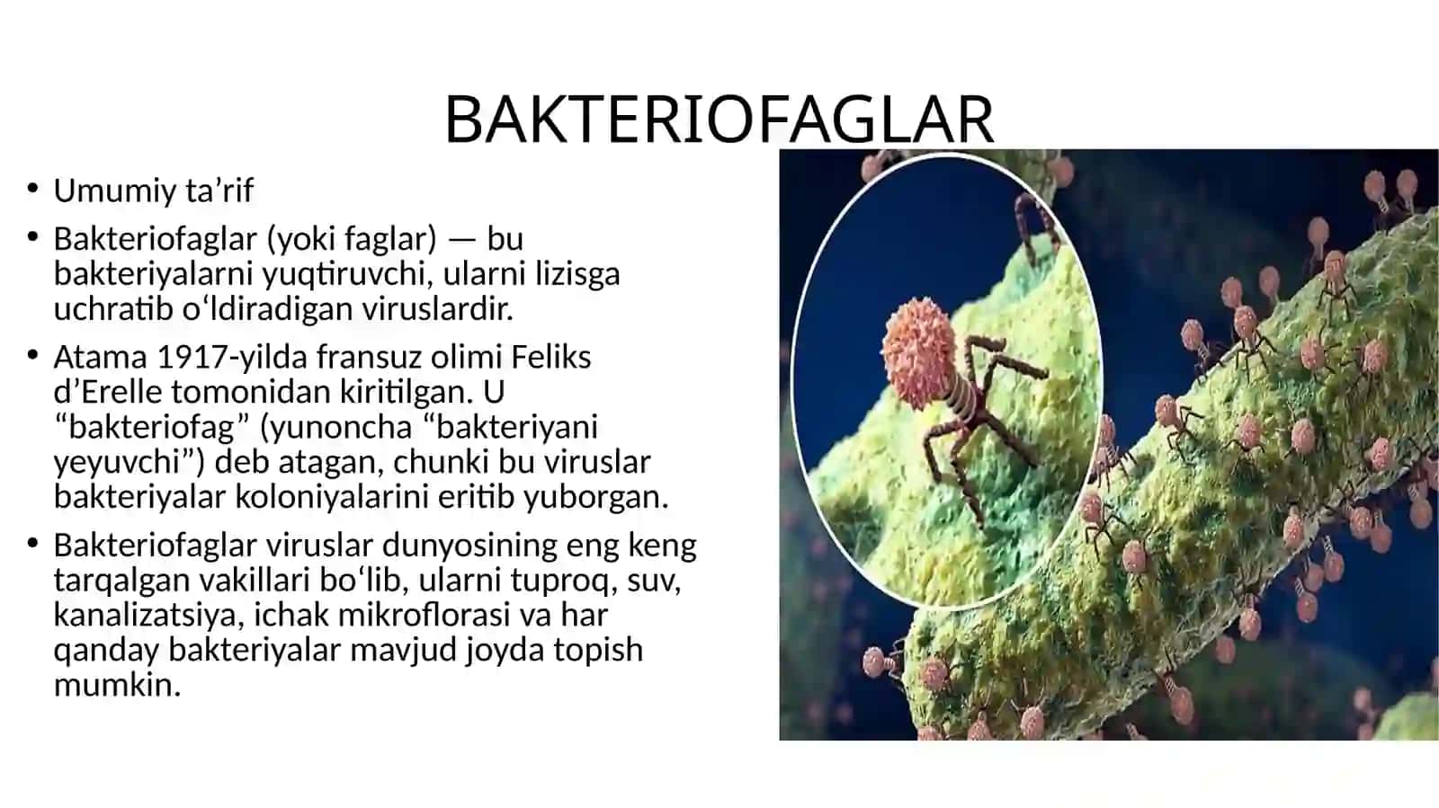 BAKTERIOFAGLAR 3