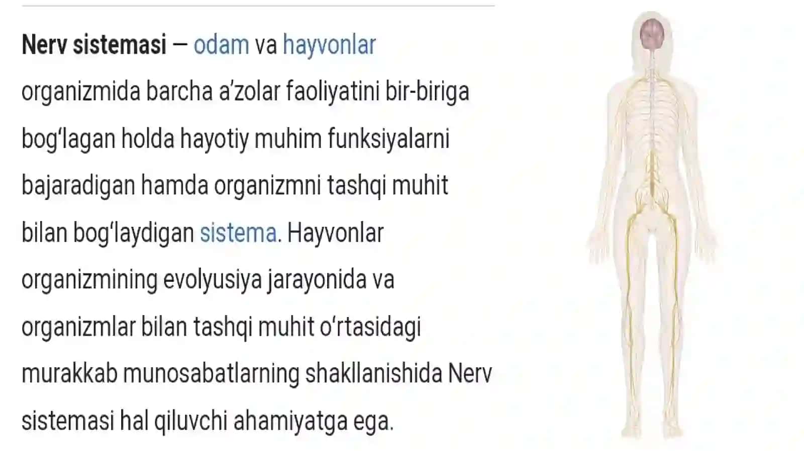 NERV TIZIMI VA QARISH 3