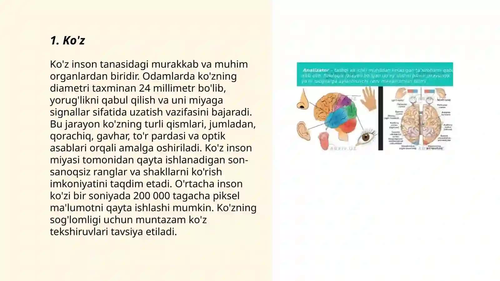 Sezgi aʼzolari 3