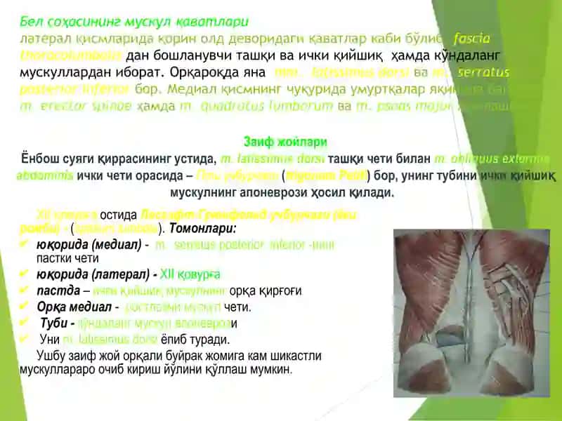 БЕЛ СОҲАСИНИНГ КЛИНИК АНАТОМИЯСИ 3
