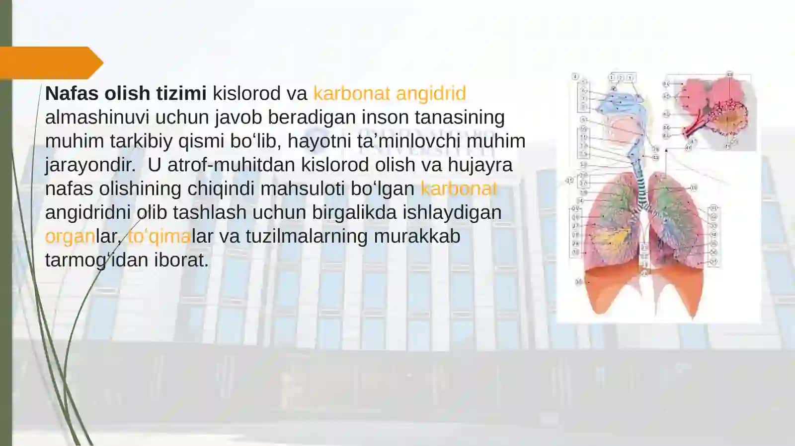 Nafas olish jarayoni. Nafas a'zolarining rentgen anatomiyasi va rivojlanish nuqsonlari 3