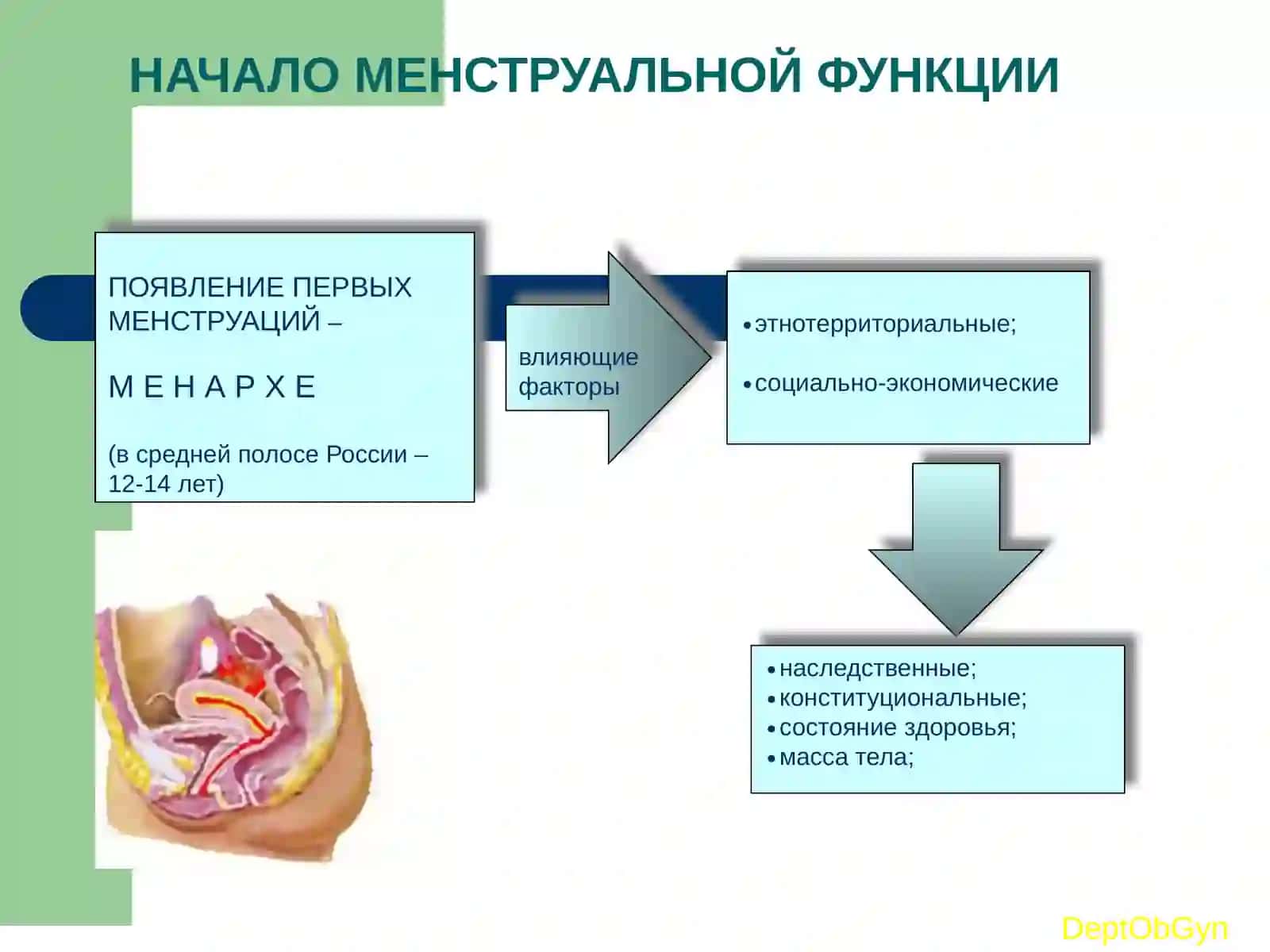 Менструальный цикл 3