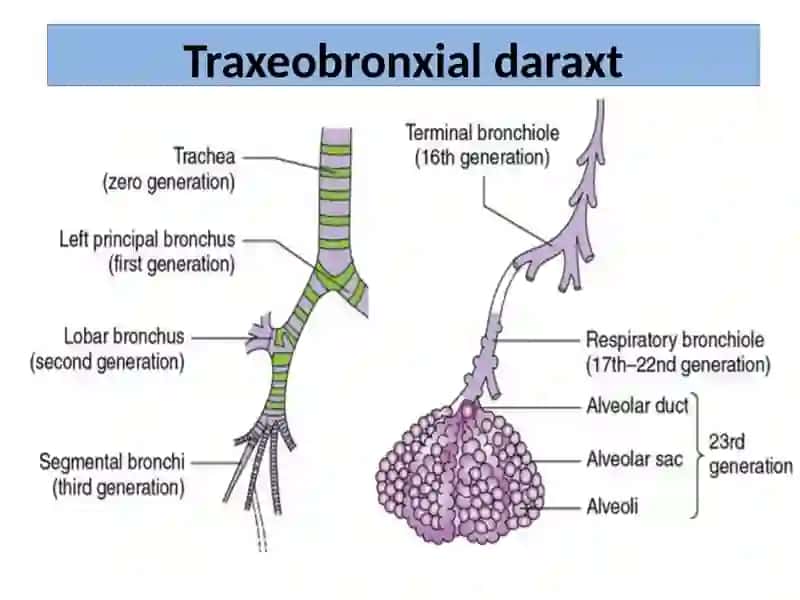 Traxeobronxial daraxt 3