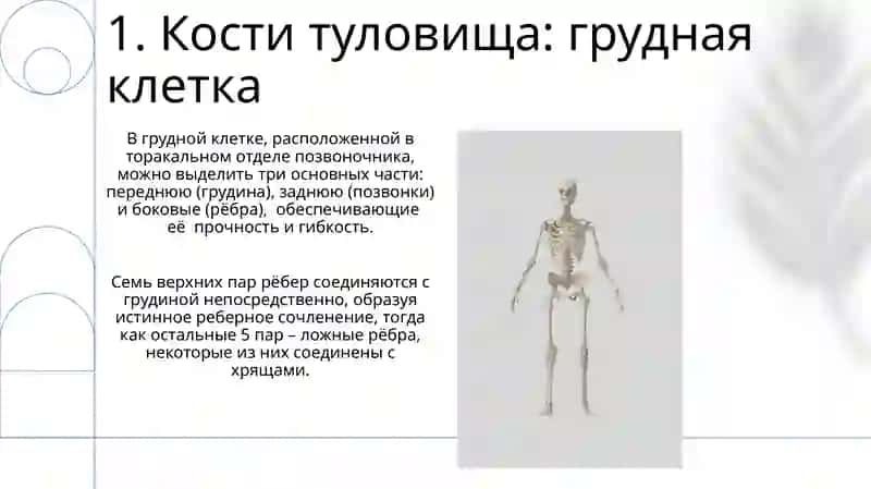 Скелет туловища. Выражение временных отношений в простом и сложном предложении 3