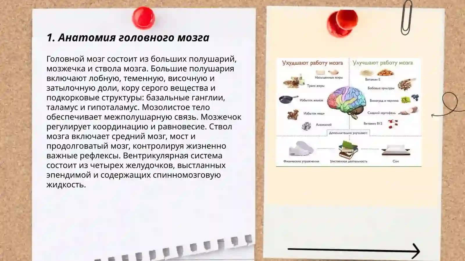 Головной мозг 3