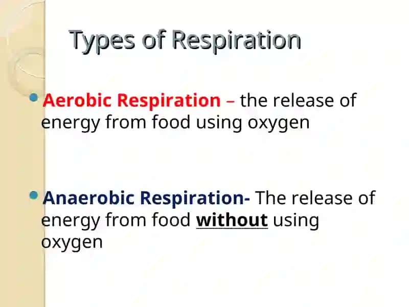RESPIRATION 3