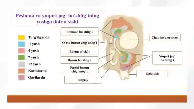 BURUN YONDOSH BO’SHLIQLARINING ORBITAL ASORATLARI 3