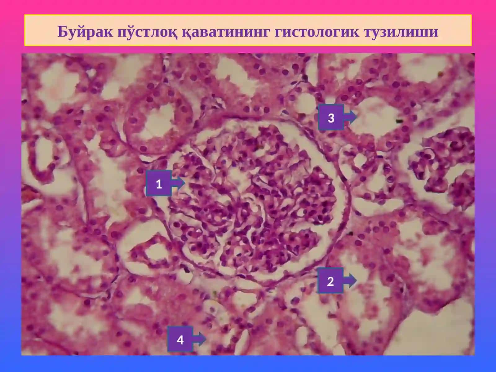 “Буйрак касалликлари” 3