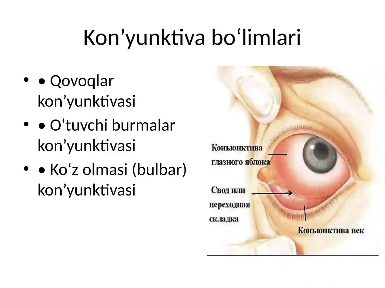 Kon’yunktiva va Shox parda Klinik anatomiyasi 3