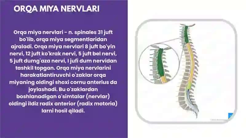 ORQA MIYA NERVLARI 3