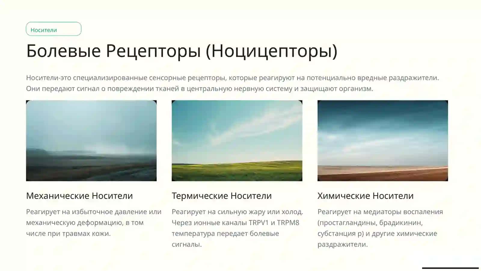 Рецепторы боли, баро - и геморецепторы 3