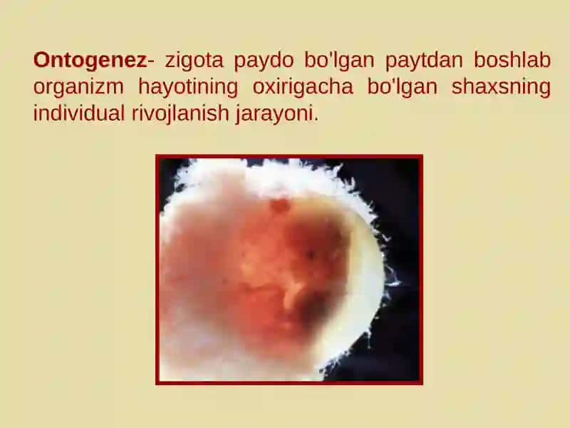 Hujayralarning bo’linish turlari.Mitoz. Meyoz.Amitoz 3