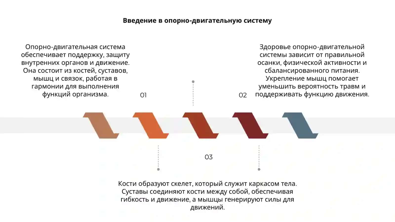 Опорно двигательная система 3