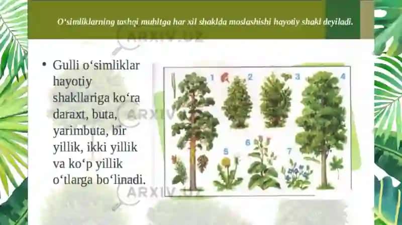 O‘SIMLIKLARNING HAYOTIY SHAKLLARI 3
