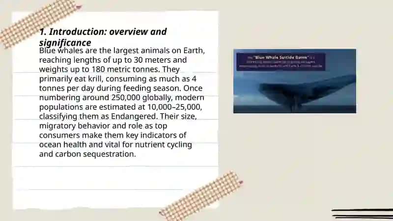 The_Blue_Whale_Presentation 3