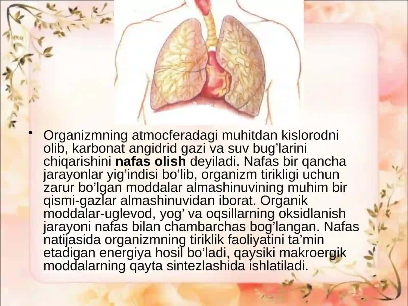 Nafas olish fiziologiyasi 3