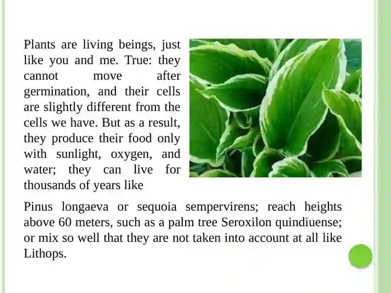 About plants 3