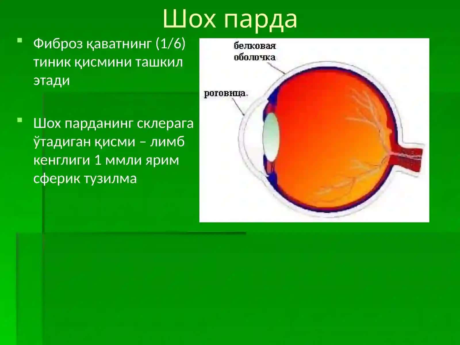 Шохпарда анатомияси 3